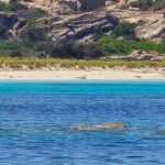 Asinara by Boat: Half-Day Morning Tour among crystal clear waters - Why This Tour Offers Real Value