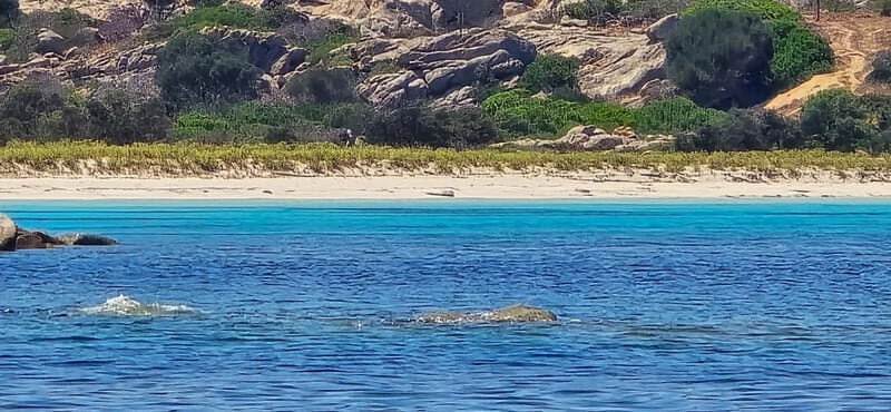 Asinara by Boat: Half-Day Morning Tour among crystal clear waters - Why This Tour Offers Real Value