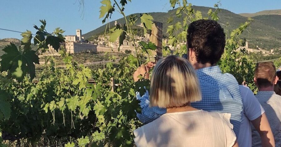 Assisi: Wine tasting, gourmet pairing, walk in the vineyards - Exploring Assisi’s Vineyard of Assisi: A Practical Guide