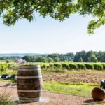At the gates of Toulouse: from the vine to the cellar - A detailed look at what to expect