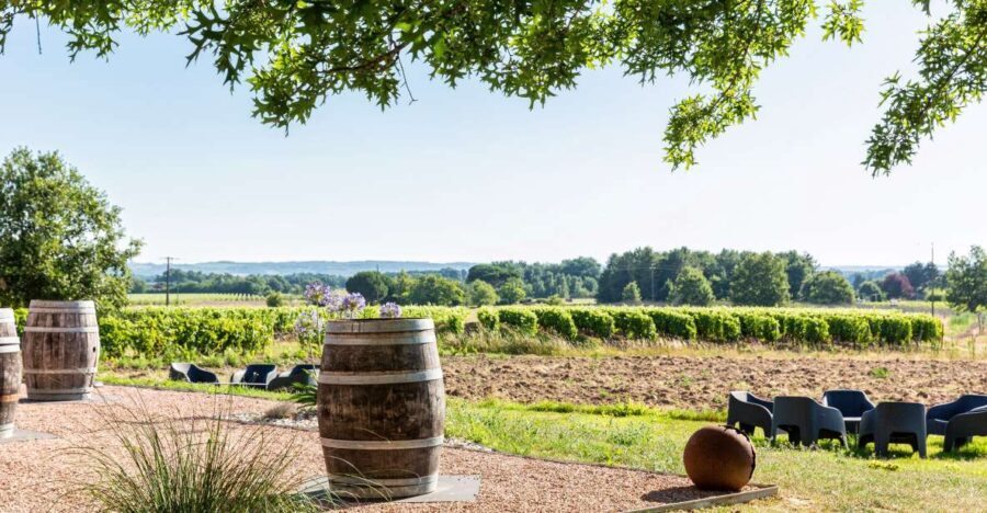 At the gates of Toulouse: from the vine to the cellar - A detailed look at what to expect
