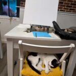 Athens: Cat Café Paint & Sip Experience - Who Will Love This Experience?