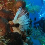Athens East Coast: Open Water Diver Course in Nea Makri - Practical Details That Matter
