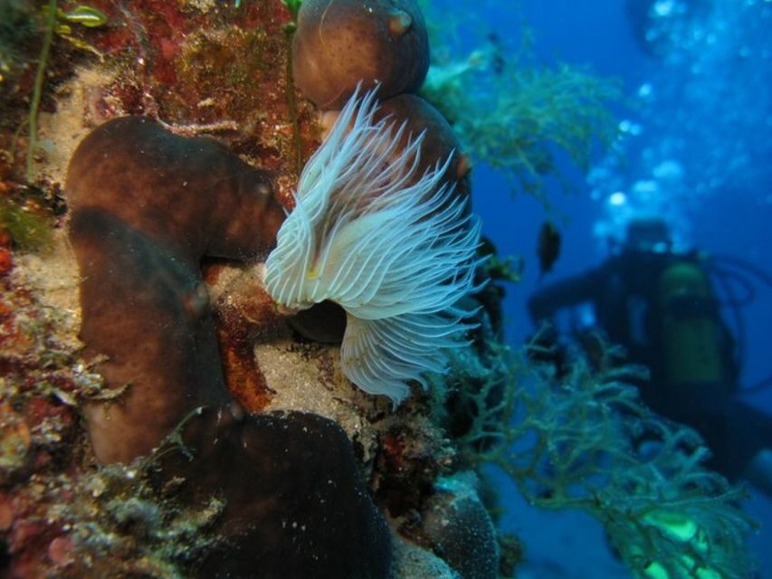 Athens East Coast: Open Water Diver Course in Nea Makri - Practical Details That Matter