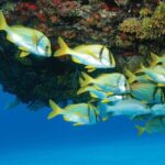 ATV Extreme and Snorkel Combo Tour from Cancun - Authentic Experiences and Practical Details