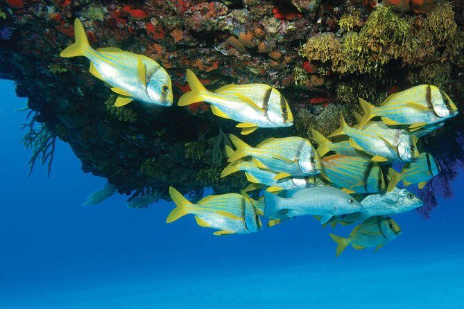 ATV Extreme and Snorkel Combo Tour from Cancun - Authentic Experiences and Practical Details