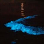 Auckland: Bioluminescence Kayak Tour - The Itinerary and What to Expect
