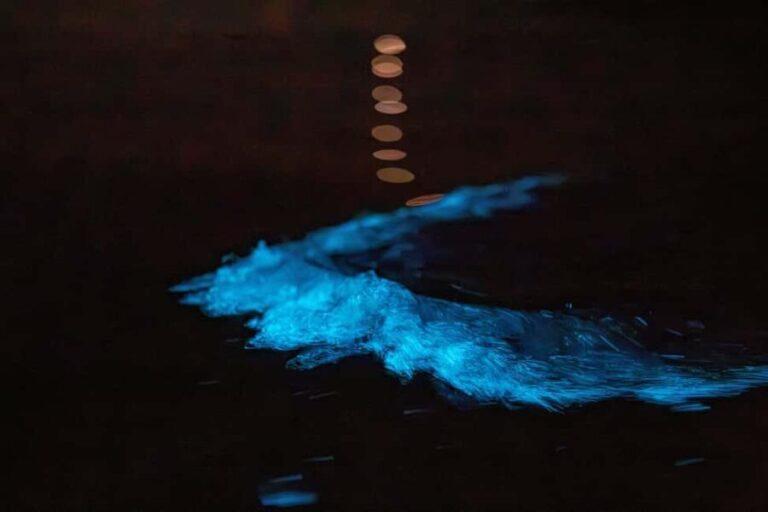Auckland: Bioluminescence Kayak Tour - The Itinerary and What to Expect