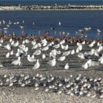 Auckland: Birdwatching, Hiking & Waterfalls Tour - An In-Depth Look at the Experience