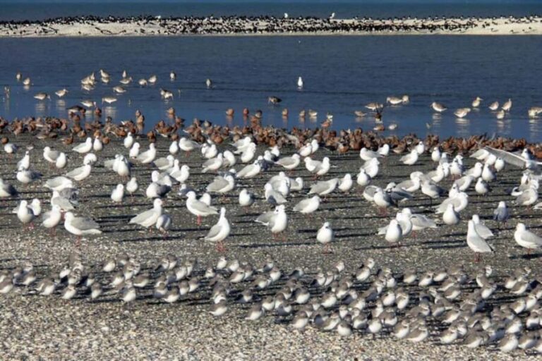 Auckland: Birdwatching, Hiking & Waterfalls Tour - An In-Depth Look at the Experience