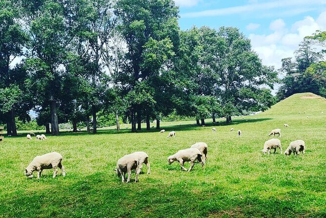 Auckland City Highlights Full Day Tour - Who Should Consider This Tour?