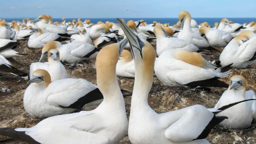 Auckland: Coast to Coast Private Eco Tour - Who Will Love This Tour?
