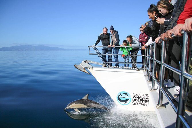 Auckland Dolphin and Whale Watching Eco-Safari Cruise - What Do the Reviews Say?