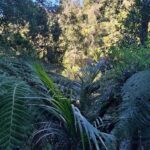 Auckland: Hiking West Auckland Rainforest & Waterfalls Tour - Discovering West Auckland’s Natural Beauty
