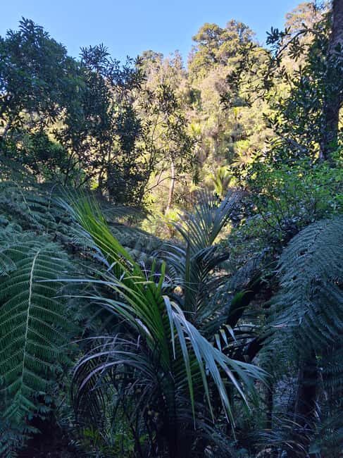 Auckland: Hiking West Auckland Rainforest & Waterfalls Tour - Discovering West Auckland’s Natural Beauty