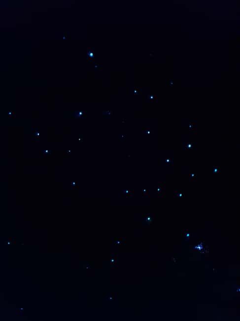 Auckland North Shore Glowworm Tour - Who Will Love This Tour?