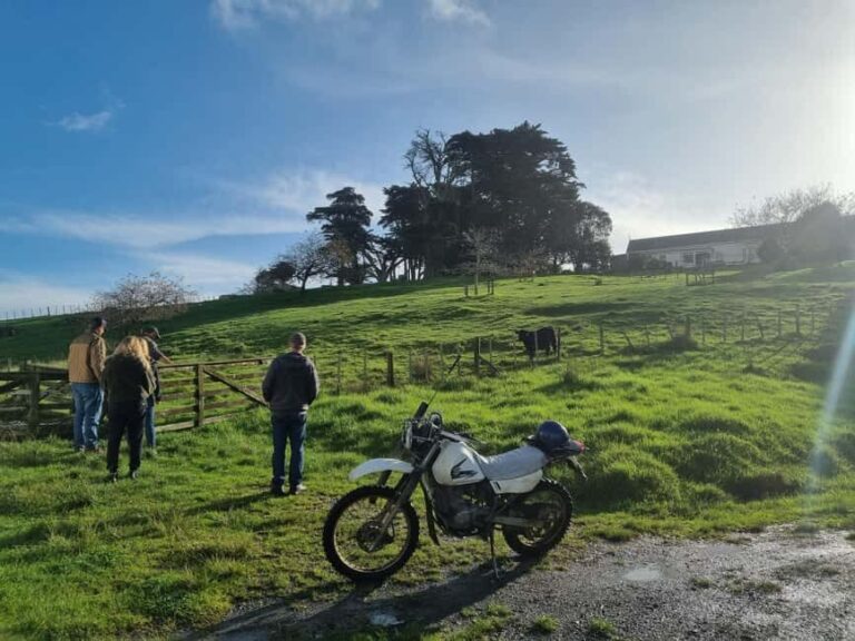 Auckland: Private Farm Tour with Sheep Shearing & Lunch - An In-Depth Look at the Auckland Private Farm Tour