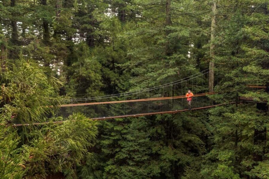 Auckland: Rotorua Highlights w Redwoods Treewalk & Hot Tubs - Value and Practicality