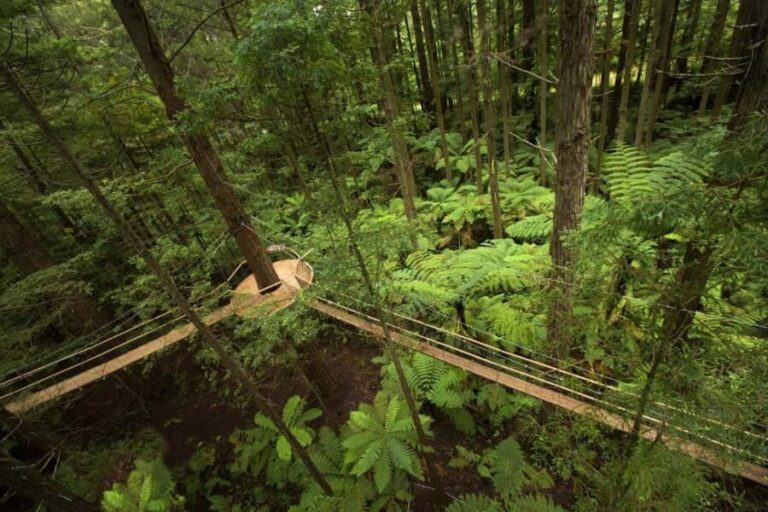 Auckland: Rotorua Highlights with Redwoods Treewalk & Spa - Authentic Experiences and Authentic Insights