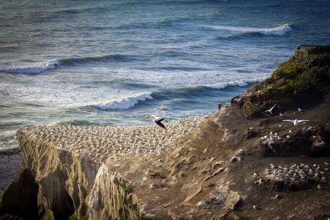 Auckland Sights Exclusive 8 Hour Luxury Day Tour - A Closer Look at the Itinerary