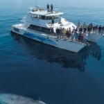 Auckland: Whale and Dolphin Watching Half-Day Eco Cruise - An In-Depth Look at the Auckland Whale and Dolphin Eco Cruise