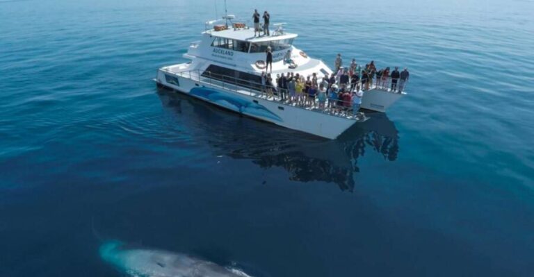Auckland: Whale and Dolphin Watching Half-Day Eco Cruise - An In-Depth Look at the Auckland Whale and Dolphin Eco Cruise