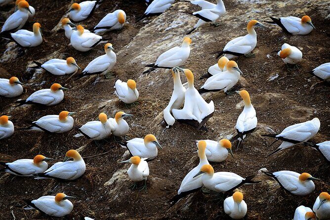 Auckland's Wild West Coast & Black Sand Beaches Tour inc Lunch - The Real Value of the Experience