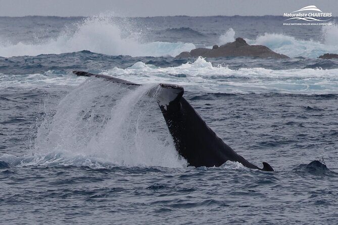 Augusta Whale Watching Eco Tour - FAQ