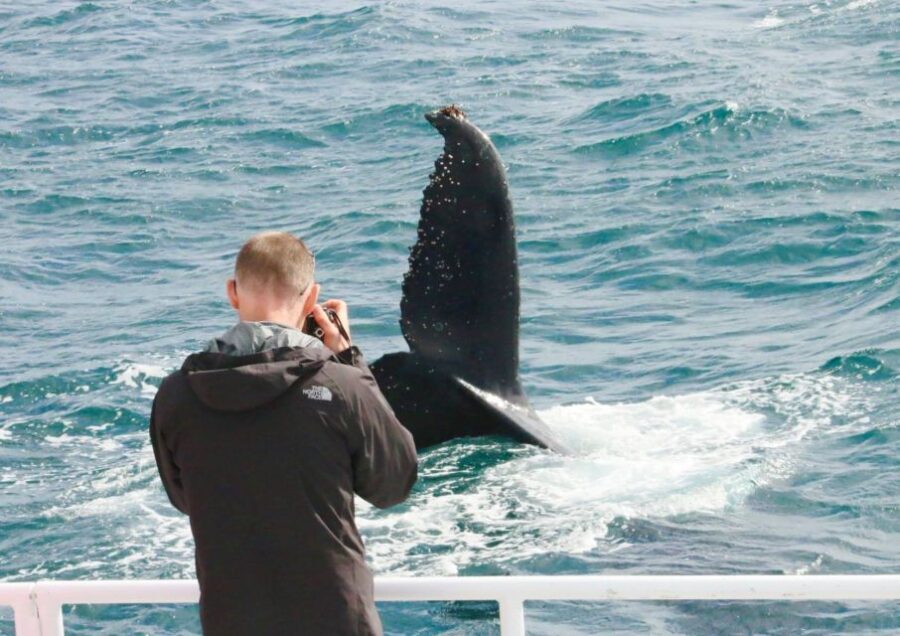 Augusta: Whale Watching Tour - Why Youll Love the Experience
