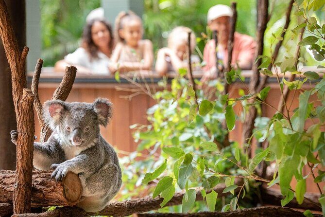Australia Zoo Private Group Tour from Brisbane - Who Will Benefit Most from This Tour?