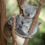 Australia Zoo Transfer from Noosa and Sunshine Coast - An In-Depth Look at the Transfer Experience