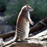 Australian Animal Night Safari - FAQ