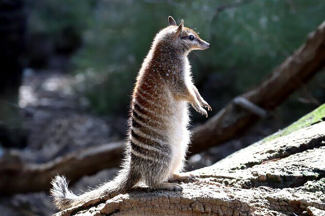 Australian Animal Night Safari - FAQ
