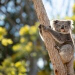 Australian Experience at Werribee Open Range Zoo - excl. entry - A Detailed Look at the Werribee Open Range Zoo Experience