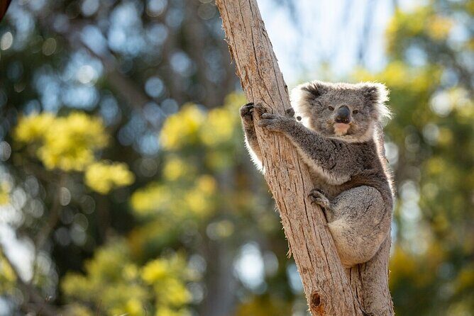 Australian Experience at Werribee Open Range Zoo - excl. entry - A Detailed Look at the Werribee Open Range Zoo Experience