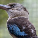 Australian Wildlife Tour at Melbourne Zoo Ticket - excl. entry - What Past Travelers Say