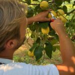 Authentic Lemon Experience at a Farm in Sorrento with Tastings - The Overall Value and Experience