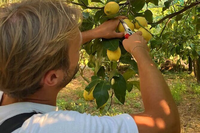 Authentic Lemon Experience at a Farm in Sorrento with Tastings - The Overall Value and Experience