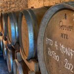 Authentic Piedmont wine tour with a local Sommelier - A Deep Dive Into the Monferrato Wine Tour