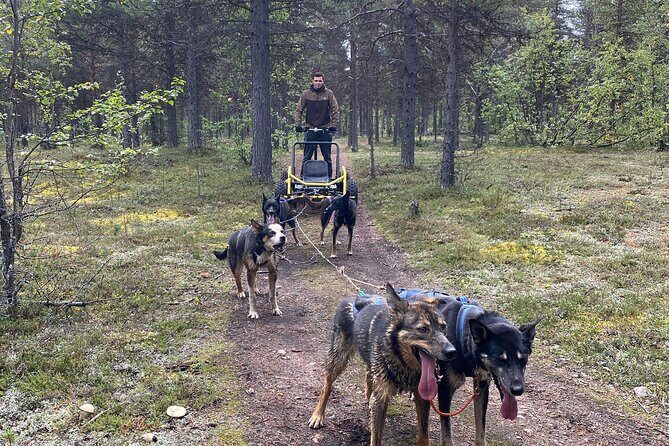 Autumn Husky Sit and Drive Cart Tour from Kiruna - FAQ