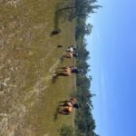 Aveiro: Horse Riding Experience with Instructor - The Practicalities
