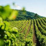 Avignon City of Popes and Wine Tasting Private Full Day Tour - A Deep Dive into the Experience