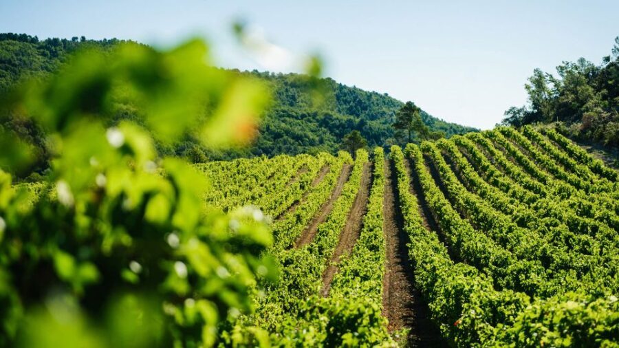 Avignon City of Popes and Wine Tasting Private Full Day Tour - A Deep Dive into the Experience