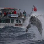 Awesome Sydney Lunch Cruise with Whale Watching Activity Tour - A Detailed Look at the Cruise Experience