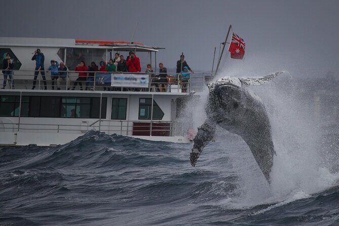 Awesome Sydney Lunch Cruise with Whale Watching Activity Tour - A Detailed Look at the Cruise Experience