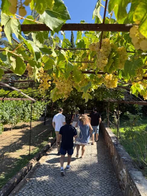 Azeitão: Great visit to wineries, farms, palace, and wine tasting. - Who is This Tour Best For?