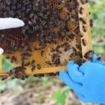 Azores Beekeeping Tour and Honey Taste - Why This Tour Is Worth Considering