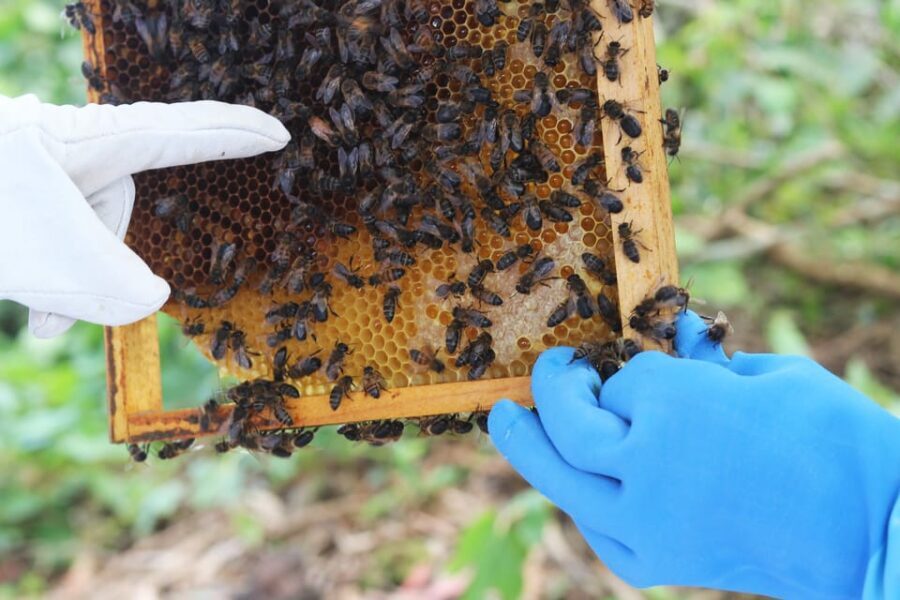 Azores Beekeeping Tour and Honey Taste - Why This Tour Is Worth Considering