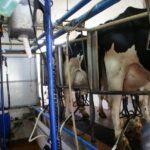 Azores: Day at the Farm with Traditional Lunch - Exploring the Azores: What the Tour Offers