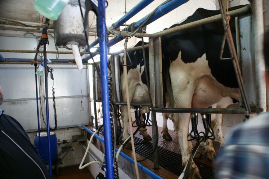 Azores: Day at the Farm with Traditional Lunch - Exploring the Azores: What the Tour Offers